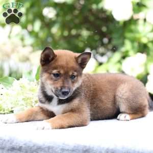 Brynn, Shiba Inu Puppy